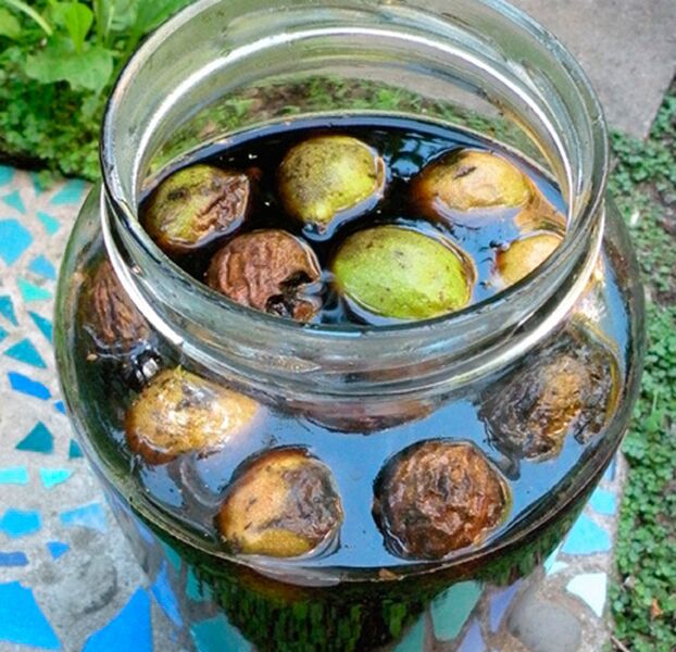 Grüner Walnussaufguss gegen Parasiten